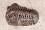Red Austerops Trilobite - Hmar Laghdad, Morocco #204164-3